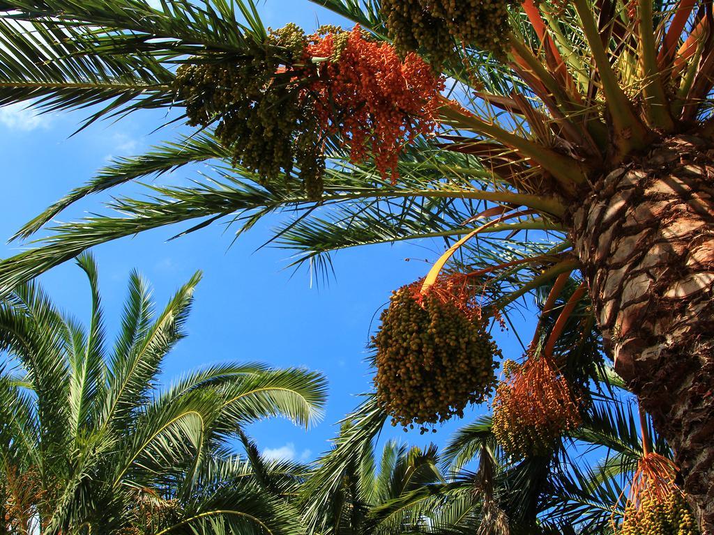 Finca Hotel Rural Predio Son Serra Can Picafort (Mallorca) Exterior foto
